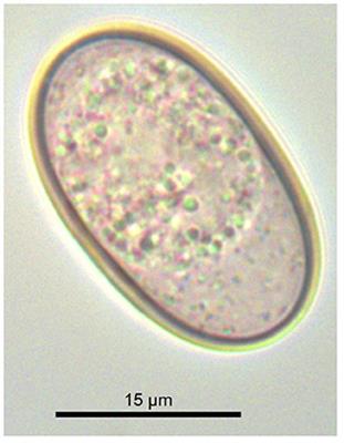 Eimeria sciurorum (Apicomplexa, Coccidia) From the Calabrian Black <mark class="highlighted">Squirrel</mark> (Sciurus meridionalis): An Example of Lower Host Specificity of Eimerians